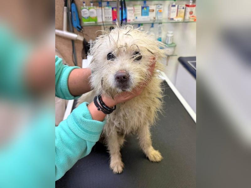 BALISTO - Kleine Wuschelmaus sucht Für-Immer-Zuhause