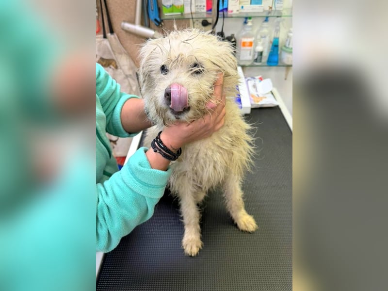 BALISTO - Kleine Wuschelmaus sucht Für-Immer-Zuhause