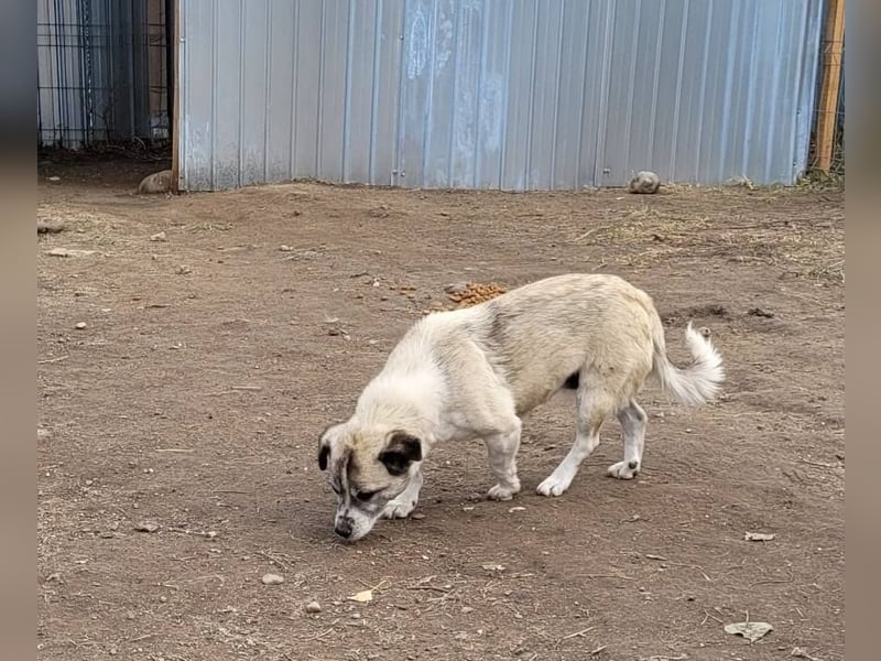 CHICA - Gnadenplatz bei lieben Menschen gesucht