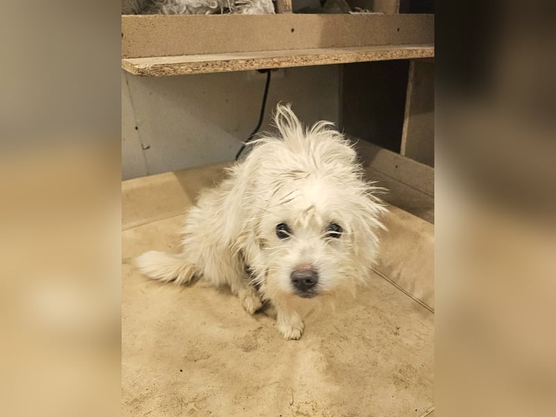 BALISTO - Kleine Wuschelmaus sucht Für-Immer-Zuhause