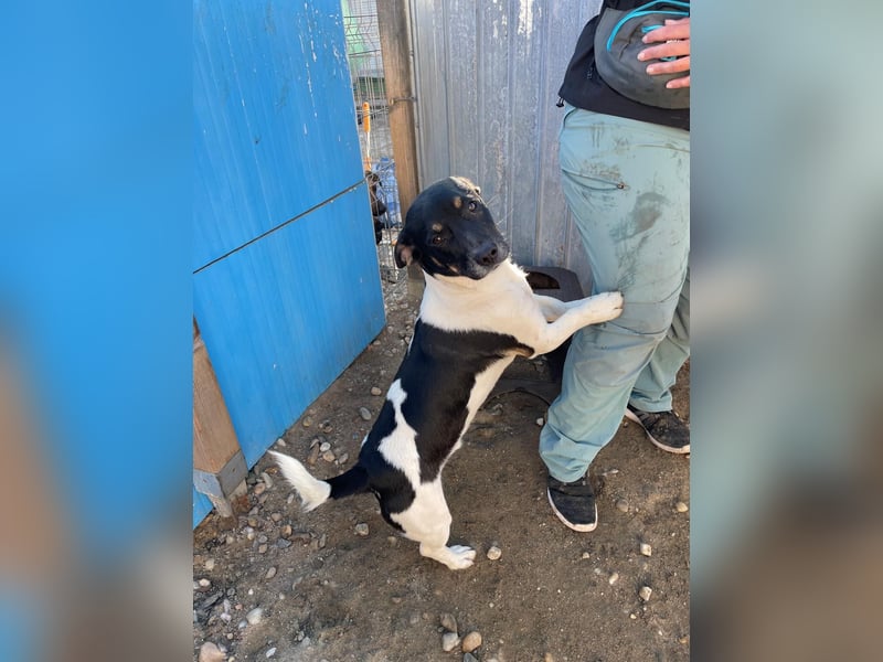 WATSON - Kleiner Mann wartet in 33100 Paderborn auf seine Menschen