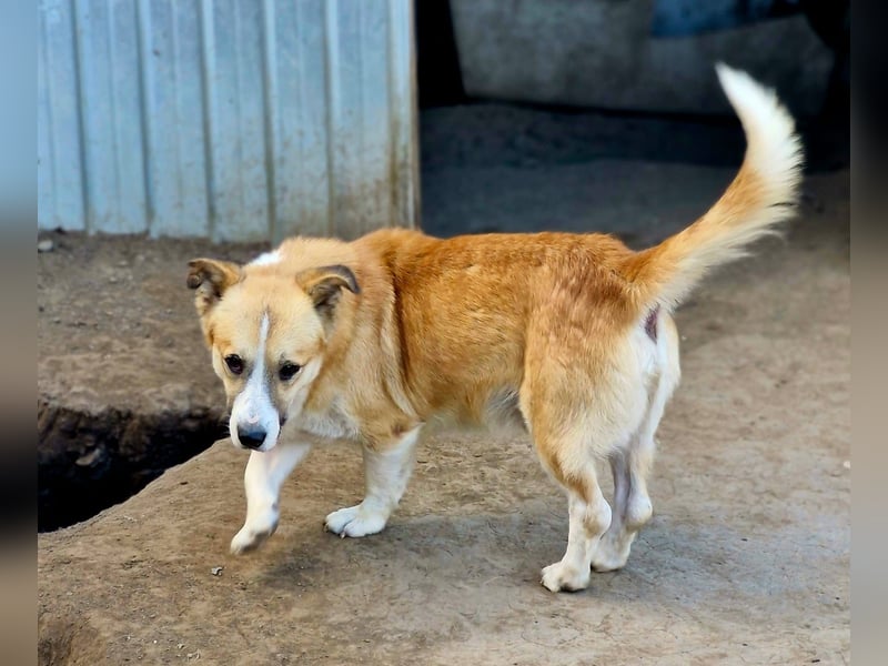 PITZI - freundlicher kleiner Rüde sucht seine Würstchengeber