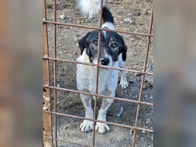 MIKRULI - Freundlicher, kleiner Kerl sucht sein Für-Immer-Zuhause