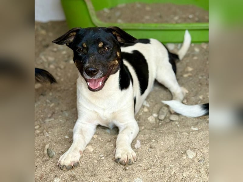 WATSON - Kleiner Mann wartet in 33100 Paderborn auf seine Menschen