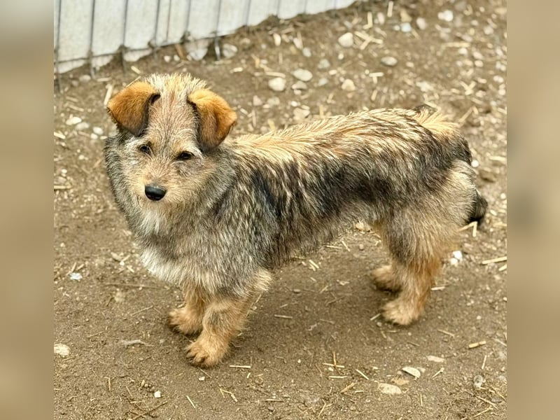 CEVICE - freundliche Hündin wartet auf ihr Ticket ins Glück