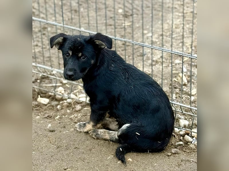 ELOISE - Aufgeschlossenes Mädchen sucht warmes Körbchen