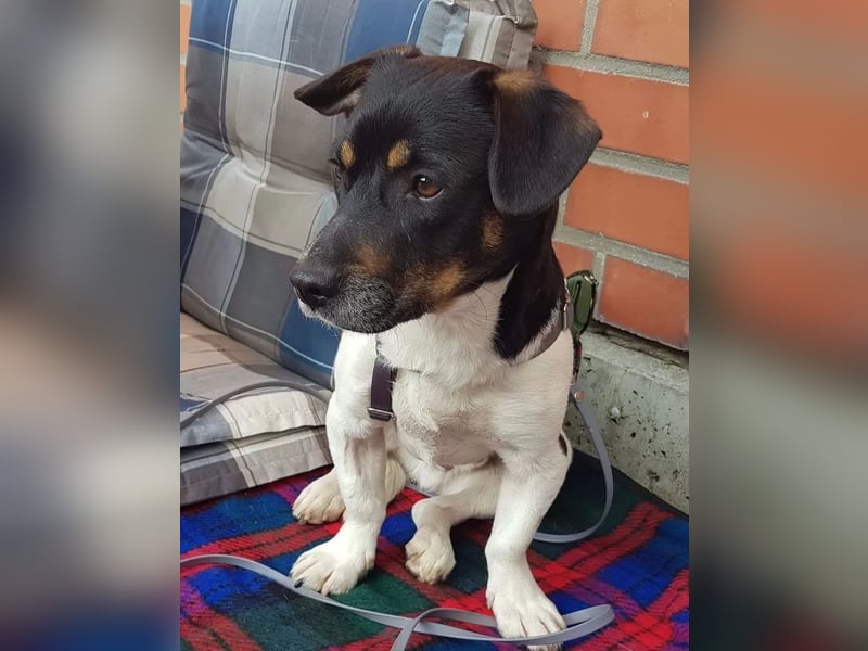 WATSON - Kleiner Mann wartet in 33100 Paderborn auf seine Menschen