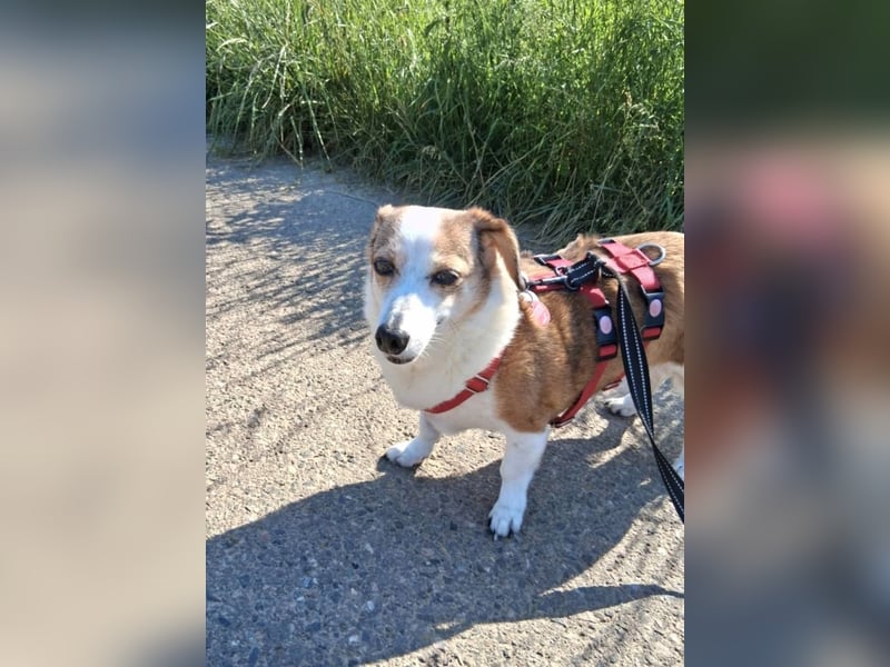 JAMIE und BELA - NOTFELLCHEN - ALTERSPLATZ GESUCHT