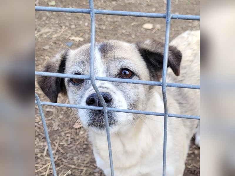 CHICA - Gnadenplatz bei lieben Menschen gesucht