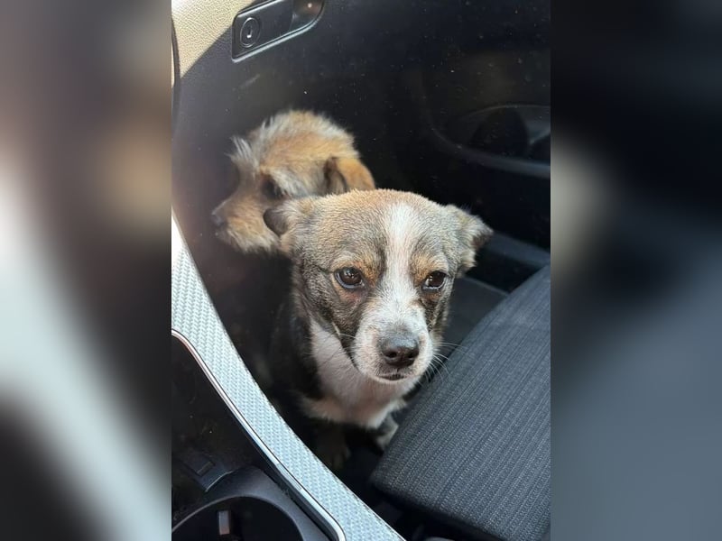 BARLIE - wer schenkt dem freundlichen Mädchen ein warmes Körbchen?