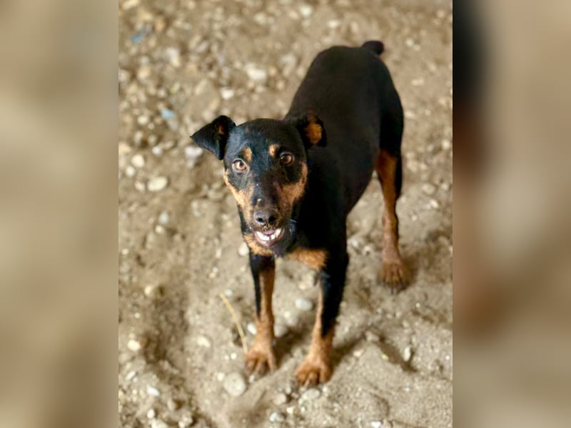 MILLICENT - Liebenswertes, goldiges Mädchen sucht ihre Lieblingsmenschen