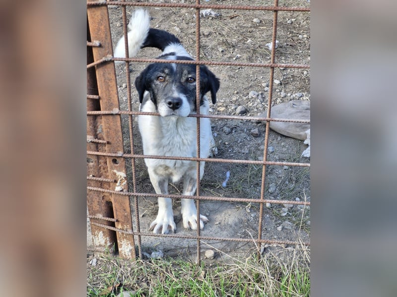 MIKRULI - Freundlicher, kleiner Kerl sucht sein Für-Immer-Zuhause