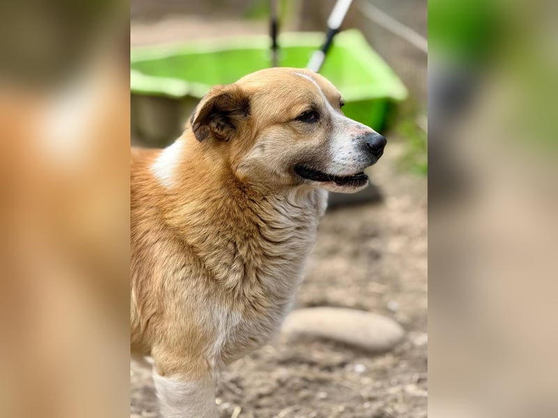 PITZI - freundlicher kleiner Rüde sucht seine Würstchengeber