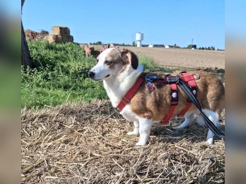 JAMIE und BELA - NOTFELLCHEN - ALTERSPLATZ GESUCHT