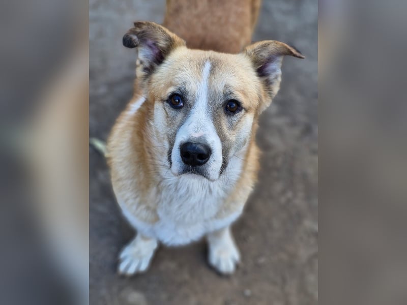 PITZI - freundlicher kleiner Rüde sucht seine Würstchengeber