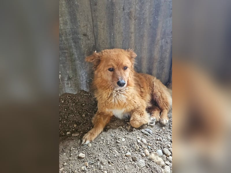 PADDINGTON - Freundlicher Wuschel sucht sein Für-Immer-Zuhause