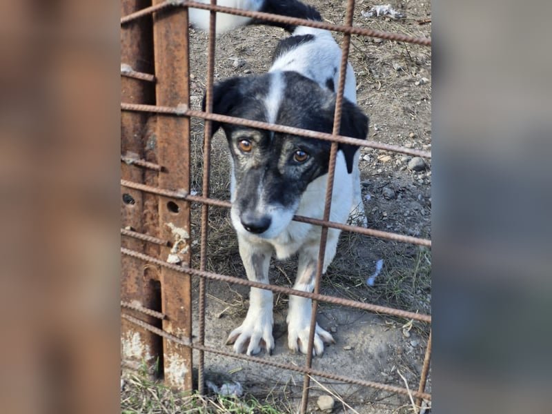 MIKRULI - Freundlicher, kleiner Kerl sucht sein Für-Immer-Zuhause