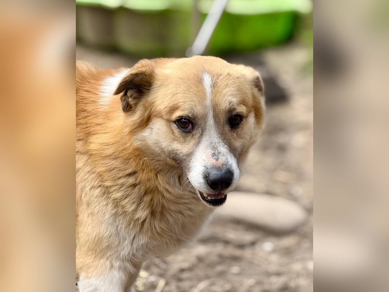 PITZI - freundlicher kleiner Rüde sucht seine Würstchengeber