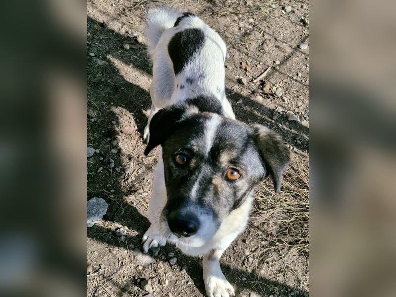 MIKRULI - Freundlicher, kleiner Kerl sucht sein Für-Immer-Zuhause