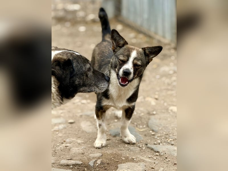 BARLIE - wer schenkt dem freundlichen Mädchen ein warmes Körbchen?