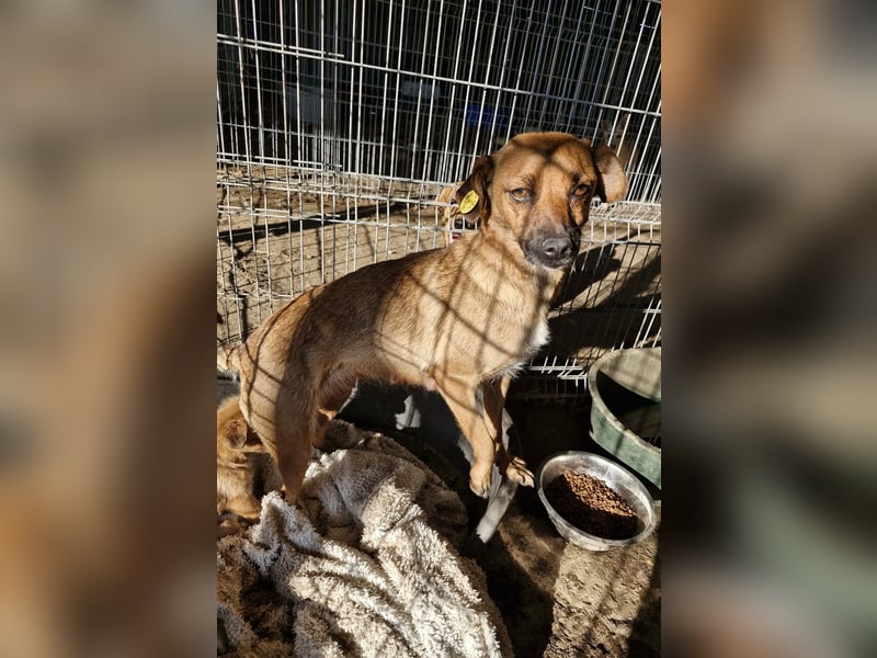 ANGELEYE - Bezaubernde Hündin sucht ihre Lieblingsmenschen