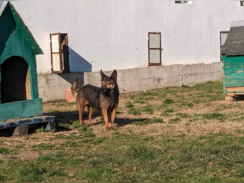 Nera sucht ihr Zuhause