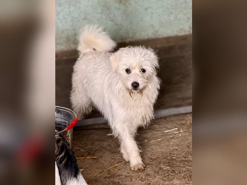 BALISTO - Kleine Wuschelmaus sucht Für-Immer-Zuhause