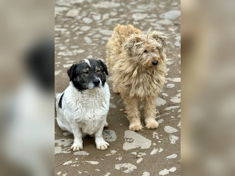 MIKRULI - Freundlicher, kleiner Kerl sucht sein Für-Immer-Zuhause