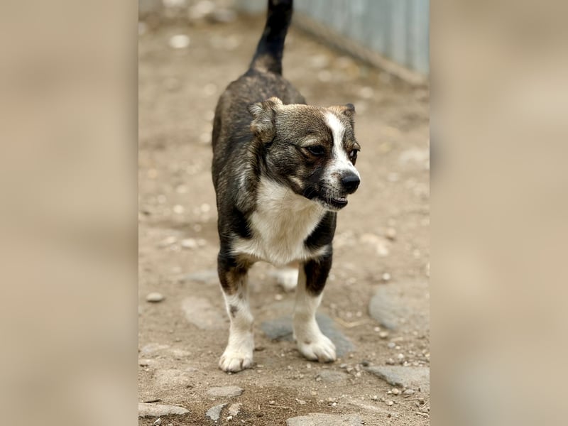 BARLIE - wer schenkt dem freundlichen Mädchen ein warmes Körbchen?