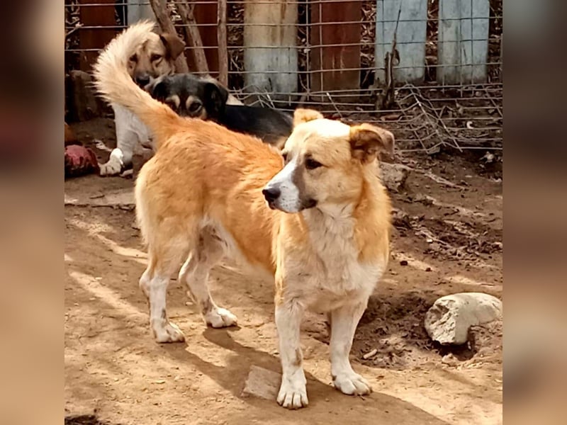 PITZI - freundlicher kleiner Rüde sucht seine Würstchengeber