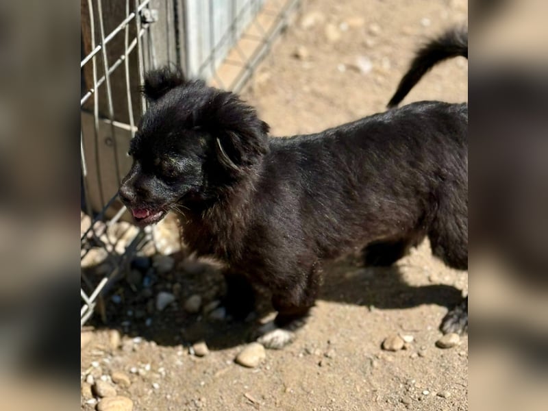 EDWINA - Kleine Hündin mit großem Herzen sucht ihre Lieblingsmenschen