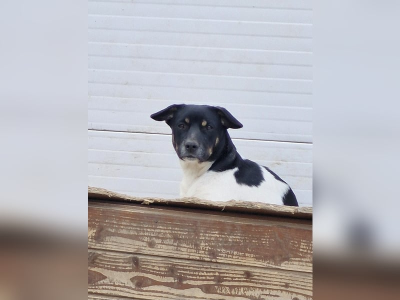 WATSON - Kleiner Mann wartet in 33100 Paderborn auf seine Menschen