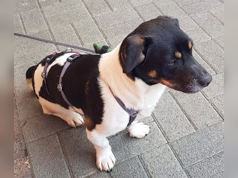 WATSON - Kleiner Mann wartet in 33100 Paderborn auf seine Menschen