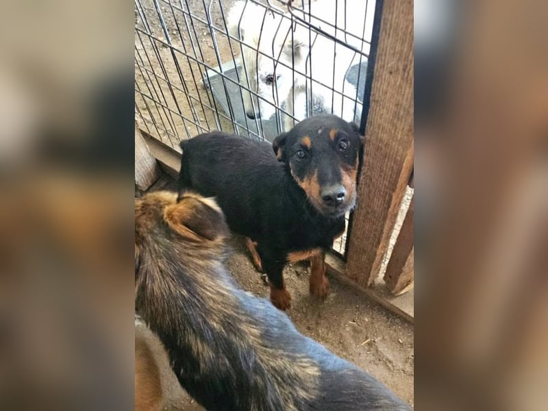 MILLICENT - Liebenswertes, goldiges Mädchen sucht ihre Lieblingsmenschen