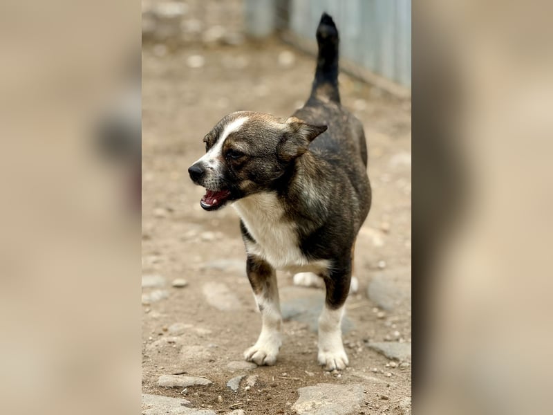 BARLIE - wer schenkt dem freundlichen Mädchen ein warmes Körbchen?