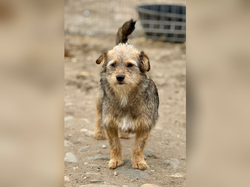 CEVICE - freundliche Hündin wartet auf ihr Ticket ins Glück