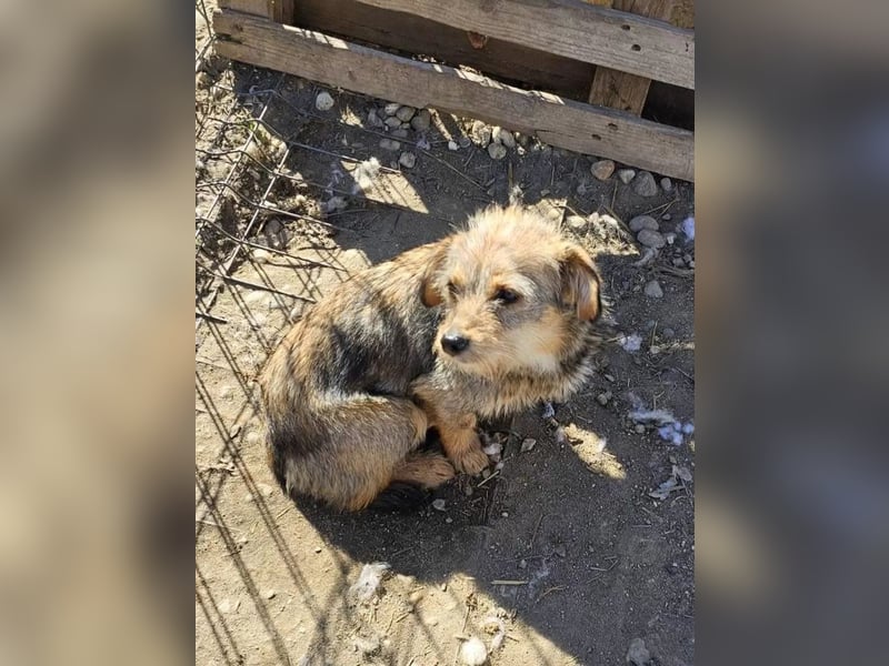 CEVICE - freundliche Hündin wartet auf ihr Ticket ins Glück