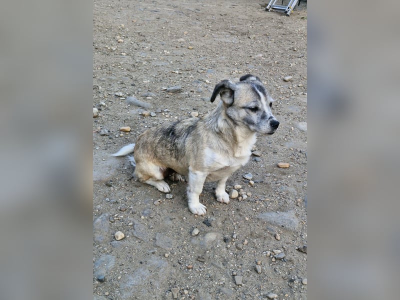 CHICA - Gnadenplatz bei lieben Menschen gesucht