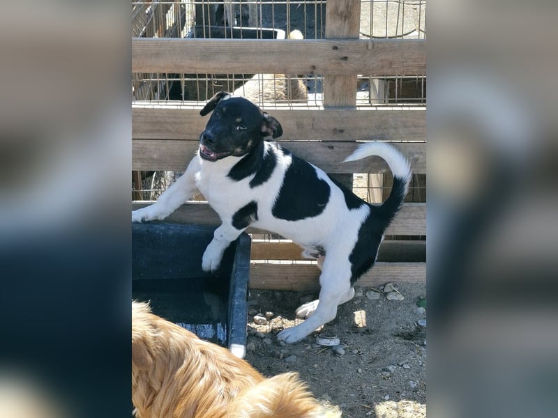 WATSON - Kleiner Mann wartet in 33100 Paderborn auf seine Menschen