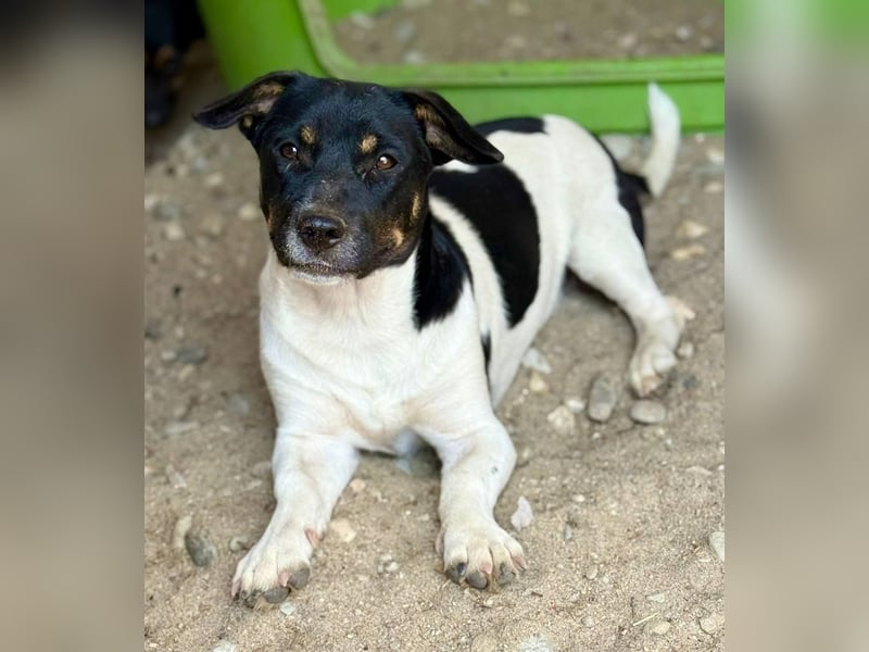 WATSON - Kleiner Mann wartet in 33100 Paderborn auf seine Menschen