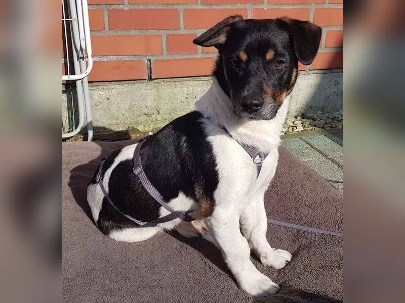 WATSON - Kleiner Mann wartet in 33100 Paderborn auf seine Menschen