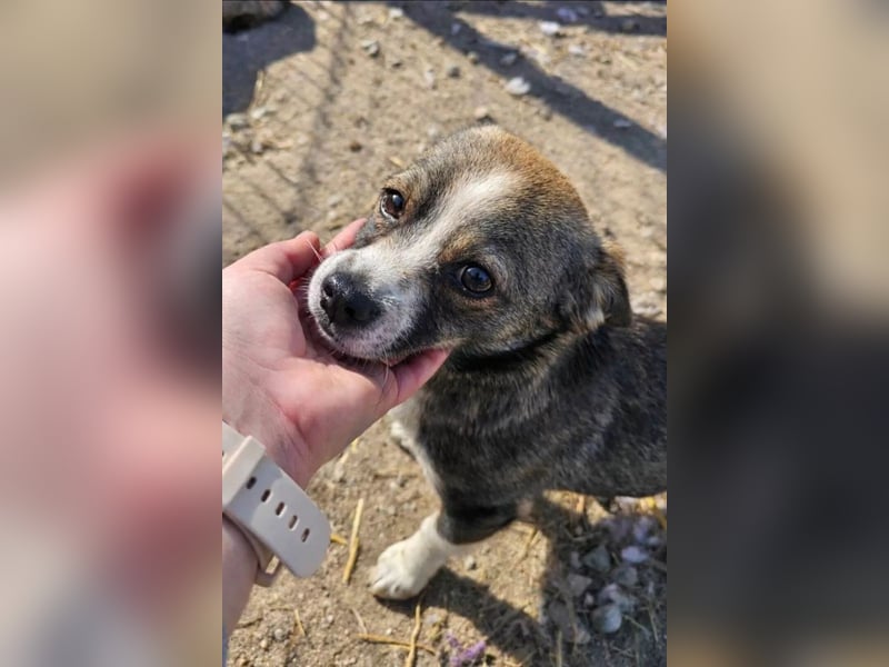 BARLIE - wer schenkt dem freundlichen Mädchen ein warmes Körbchen?