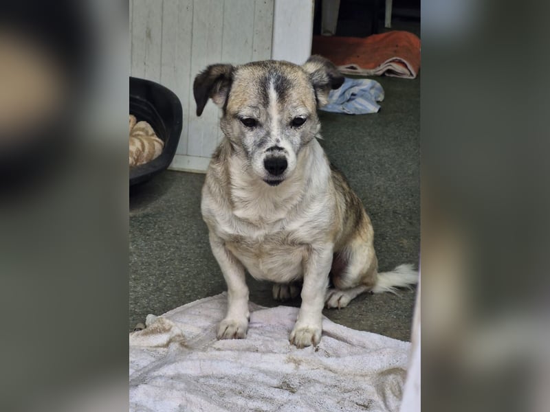 CHICA - Gnadenplatz bei lieben Menschen gesucht