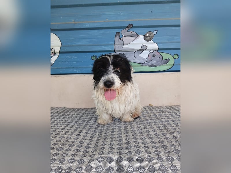 Nala sucht ihr Für-immer-Zuhause oder eine Pflegestelle