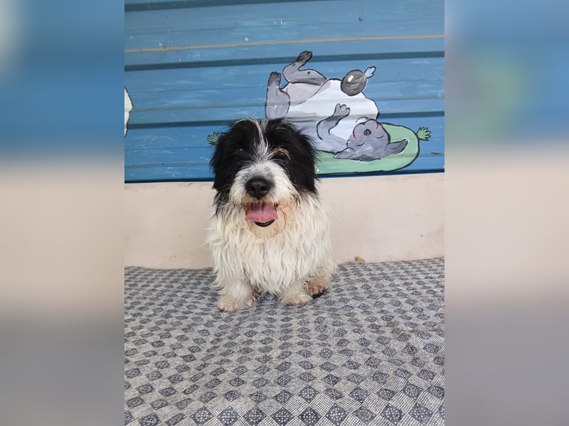 Nala sucht ihr Für-immer-Zuhause oder eine Pflegestelle