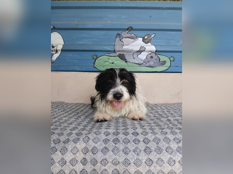 Nala sucht ihr Für-immer-Zuhause oder eine Pflegestelle