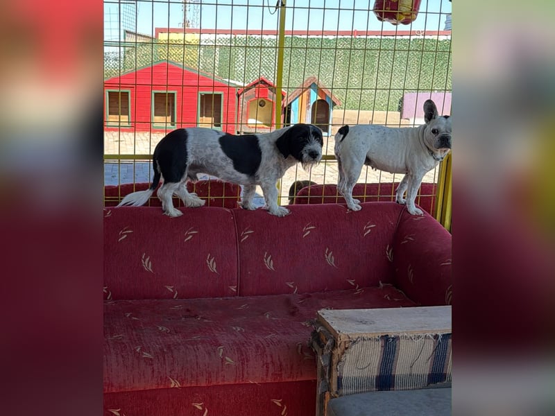 Nala sucht ihr Für-immer-Zuhause oder eine Pflegestelle