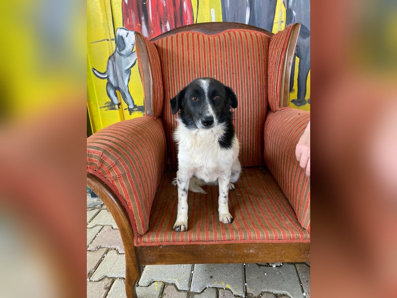 Priya sucht ein Zuhause oder eine Pflegestelle