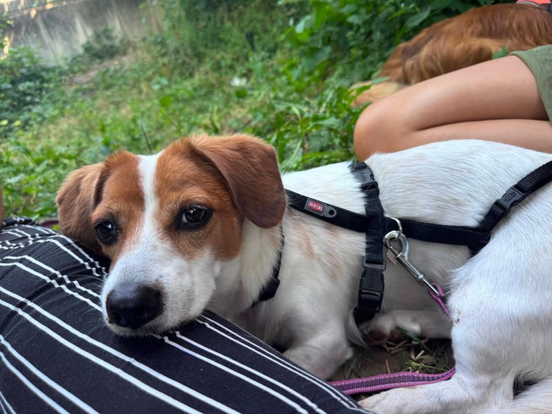 Sanfte Sally sucht liebevolles, ruhiges Zuhause
