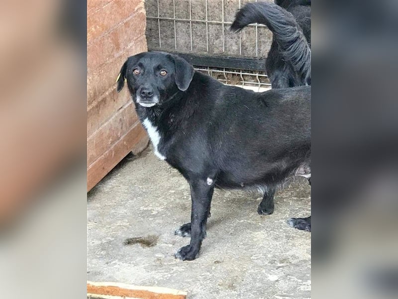 RILANDA, schwarz und lieb. Bekommt sie eine Chance?